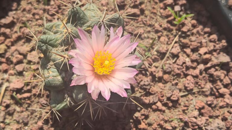 Terralago recurre a la polinización manual para preservar especies