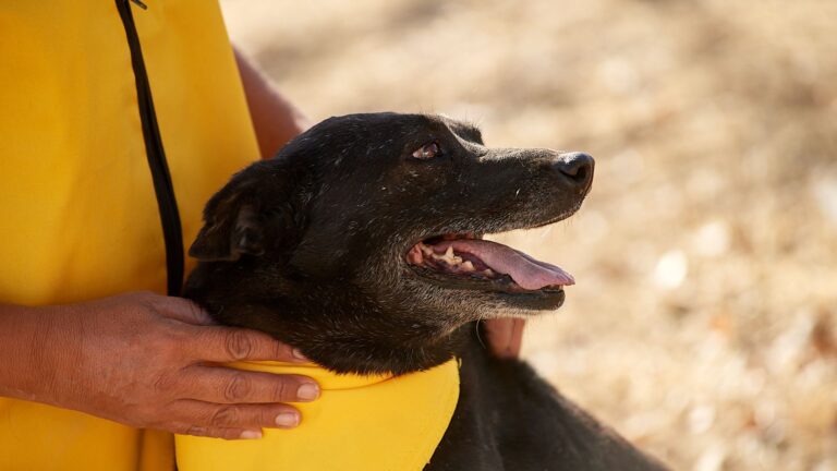 PEDIGREE® se compromete a evitar que 35 millones de mascotas nazcan en situación de calle