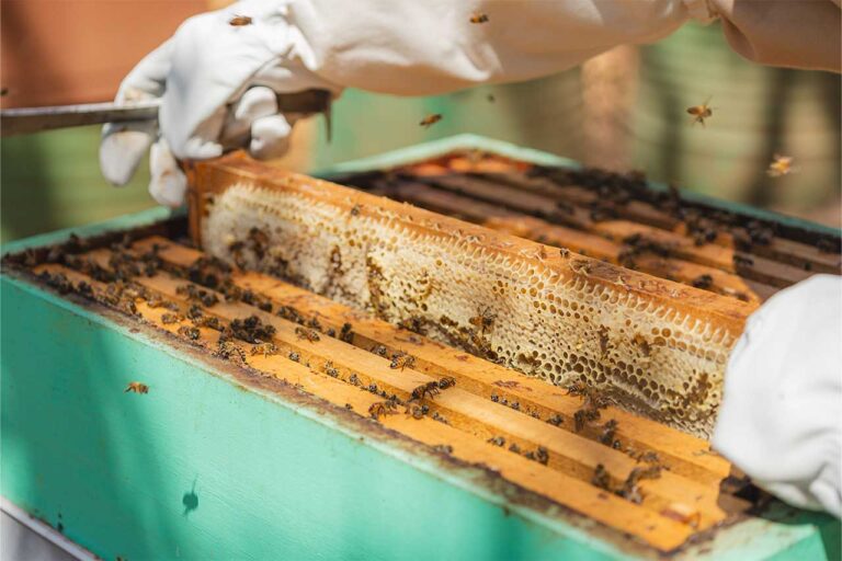 La alarmante desaparición de colmenas en México: 300 mil en una década