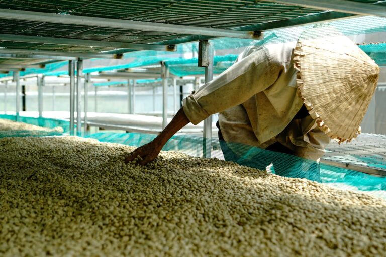 Rainforest Alliance anuncia la Certificación de Agricultura Regenerativa para el café
