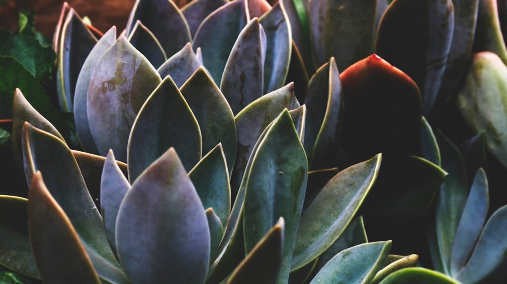 agave pulquero
