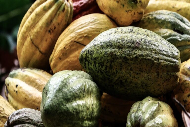 Del cacao al paladar: el futuro del chocolate es sustentable