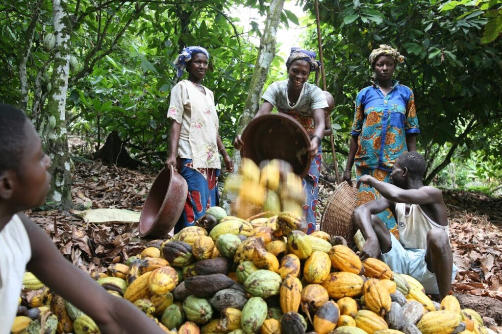 chocolate es sustentable