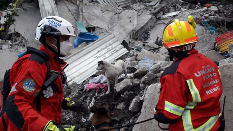 Perros de rescate: el cuidado invisible detrás de cada misión