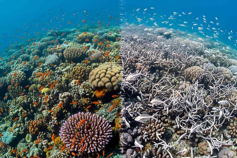 Dos especies menos en el océano: ola de calor marina provoca la extinción