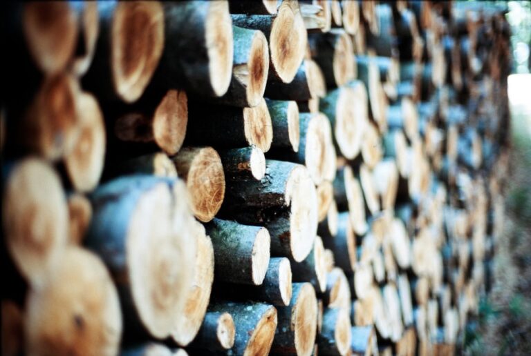 Brambles fortalece su compromiso con la regeneración al integrar Blue Forest a su operación global