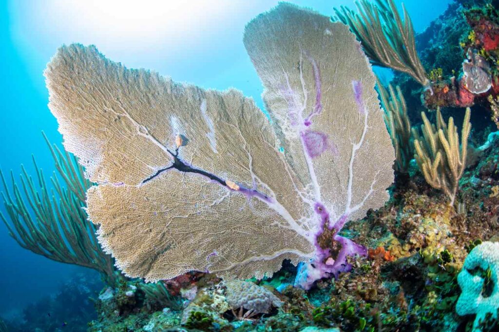 CREDIT Oceana Carlos Aguilera