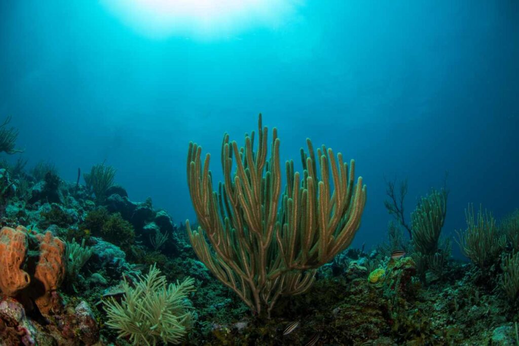 CREDIT Oceana Carlos Aguilera