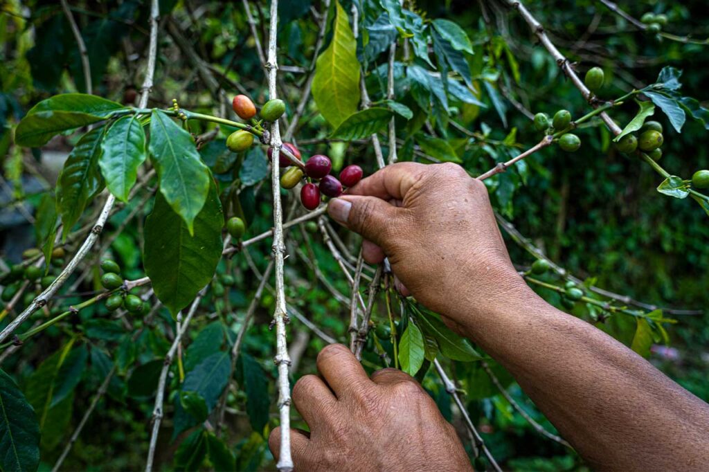fundaciones empresariales que apoyan a pequeños productores