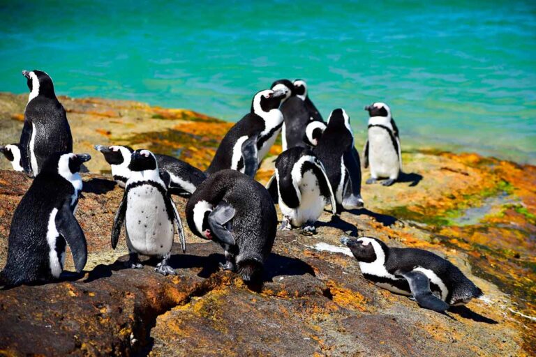 60 mil pingüinos murieron de hambre como consecuencia de la crisis climática