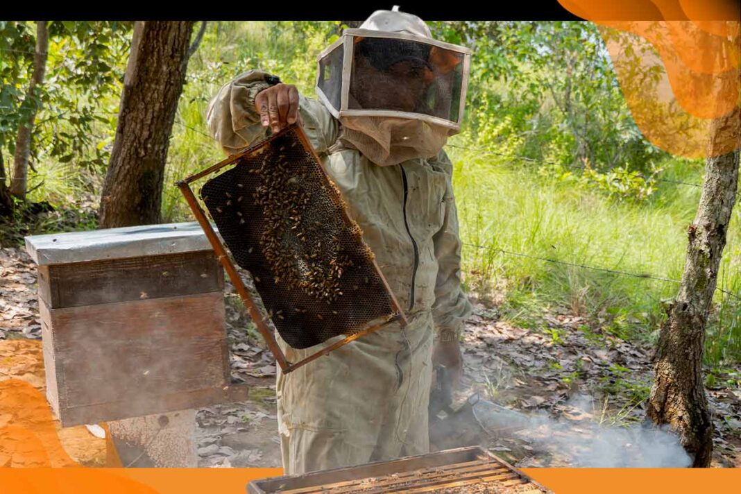 productos locales en Toks