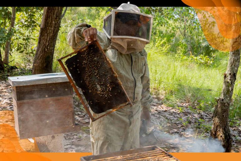 ¿Cómo Toks transforma la miel en oportunidades para comunidades mexicanas?