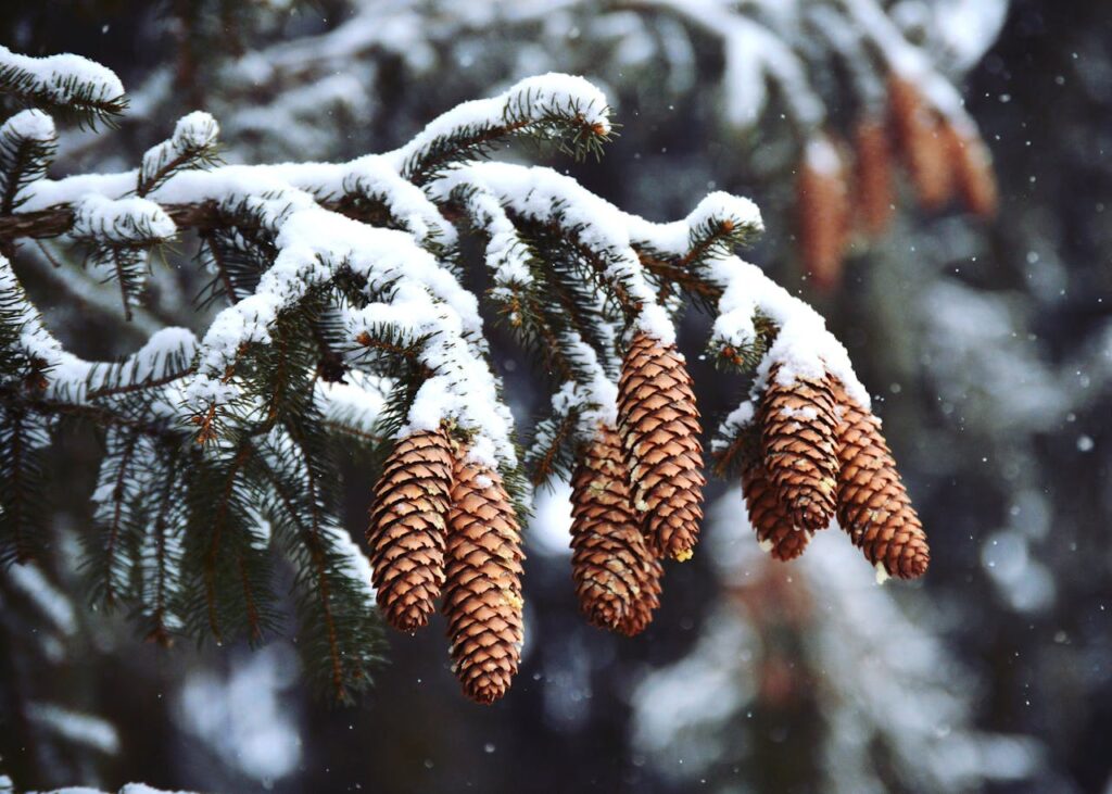 Navidades con nieve en riesgo