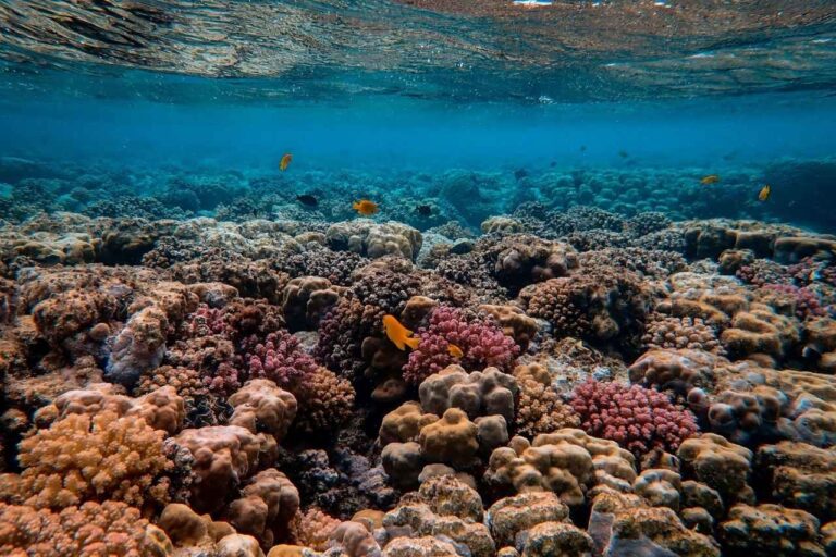 La urgencia de los arrecifes