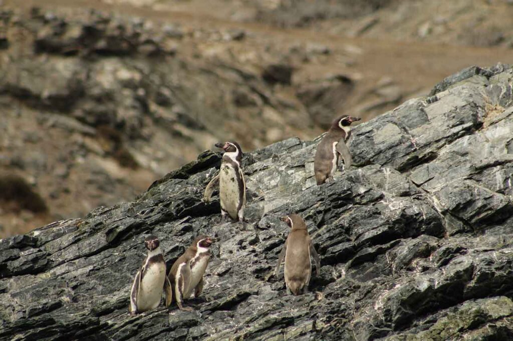 Balance anual Greenpeace