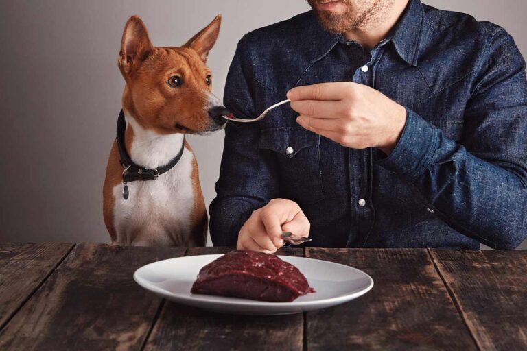 La huella invisible del alimento para perros: ¿más alta que la humana?