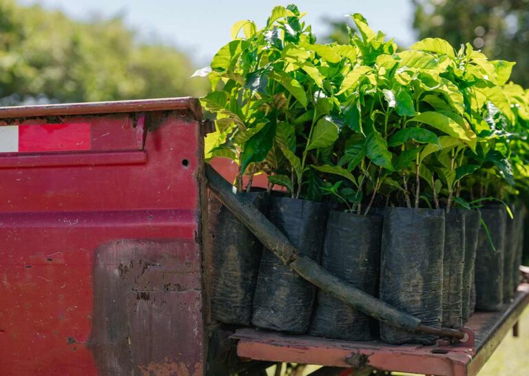 Starbucks llega a 100 millones de árboles de café donados a agricultores, para apoyar el futuro del café