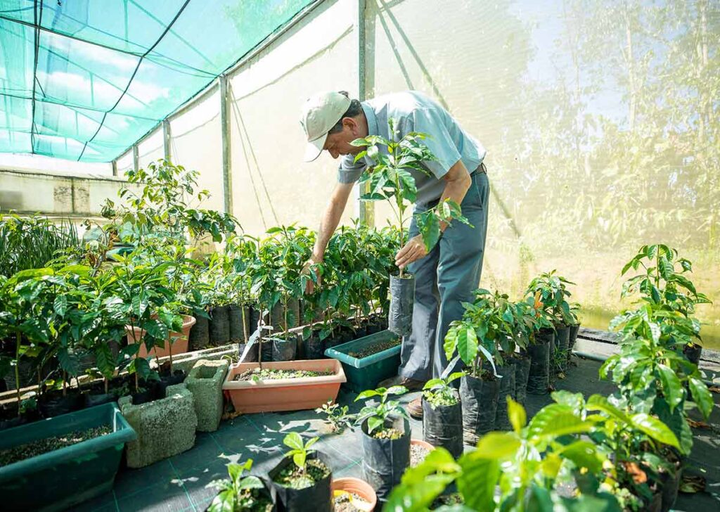 Starbucks 100M árboles