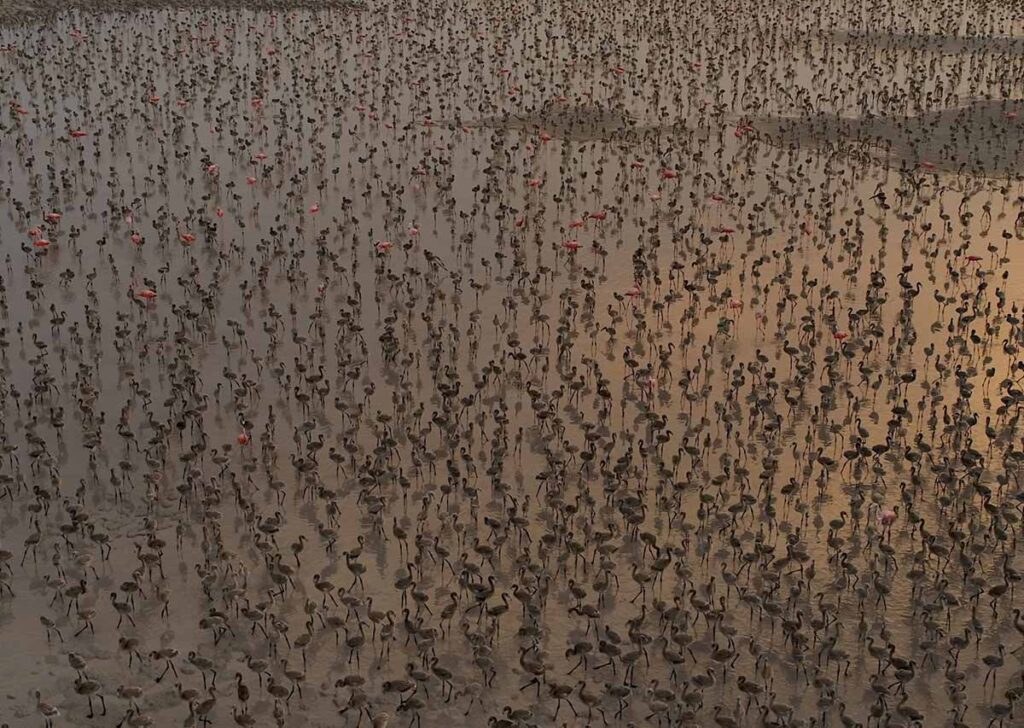 documental Flamingos