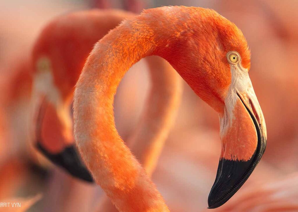 documental Flamingos