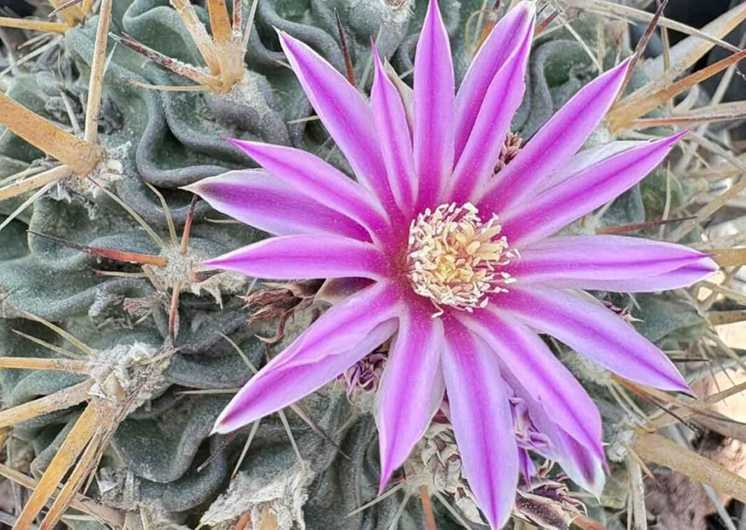 biznagas de Terralago