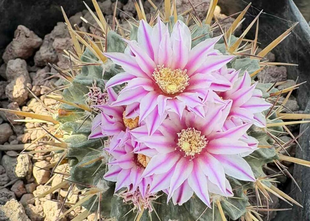 biznagas de Terralago