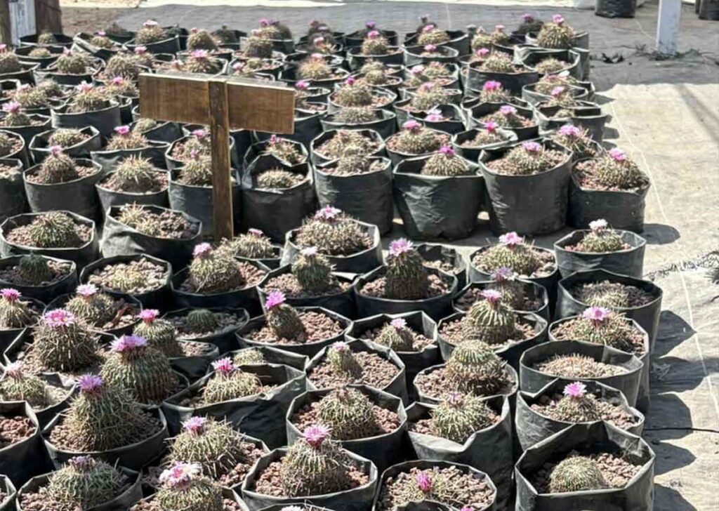 biznagas de Terralago