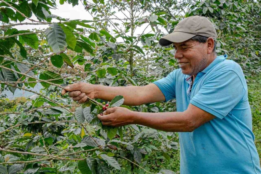 comercio justo en México