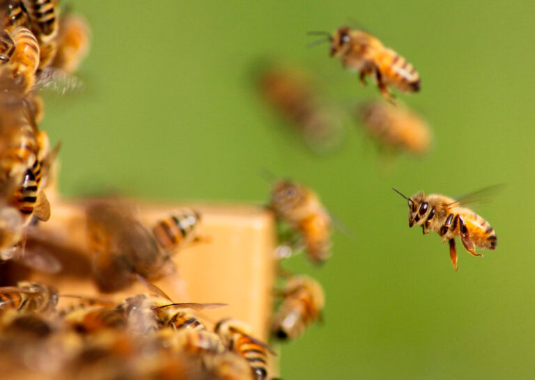 Si desaparecen las abejas, ¿qué pasaría con nuestra comida?