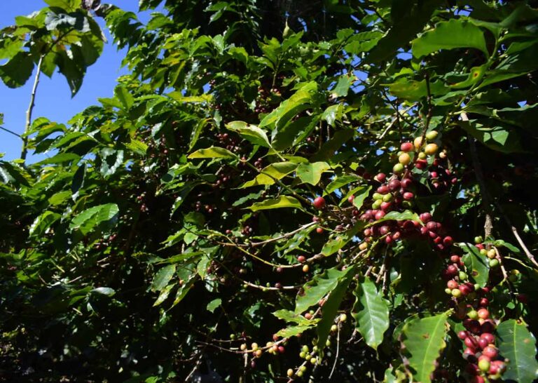 Starbucks México impulsa una nueva edición de “Todos Sembramos Café” para fortalecer el futuro de las comunidades cafetaleras