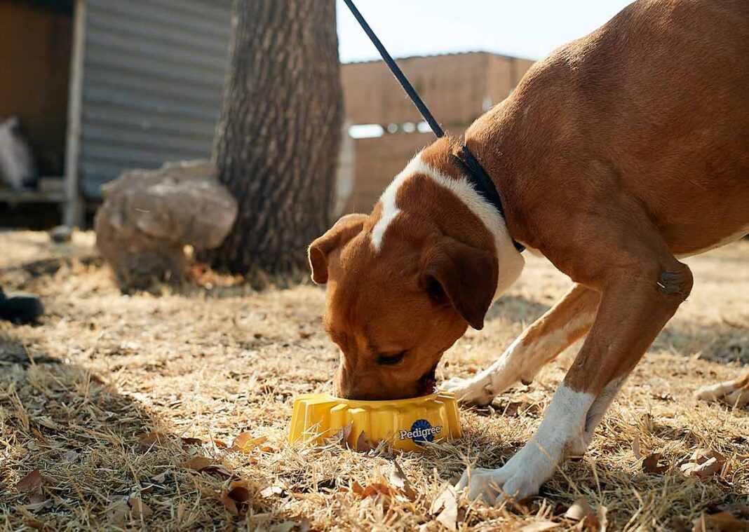 perro sin raza