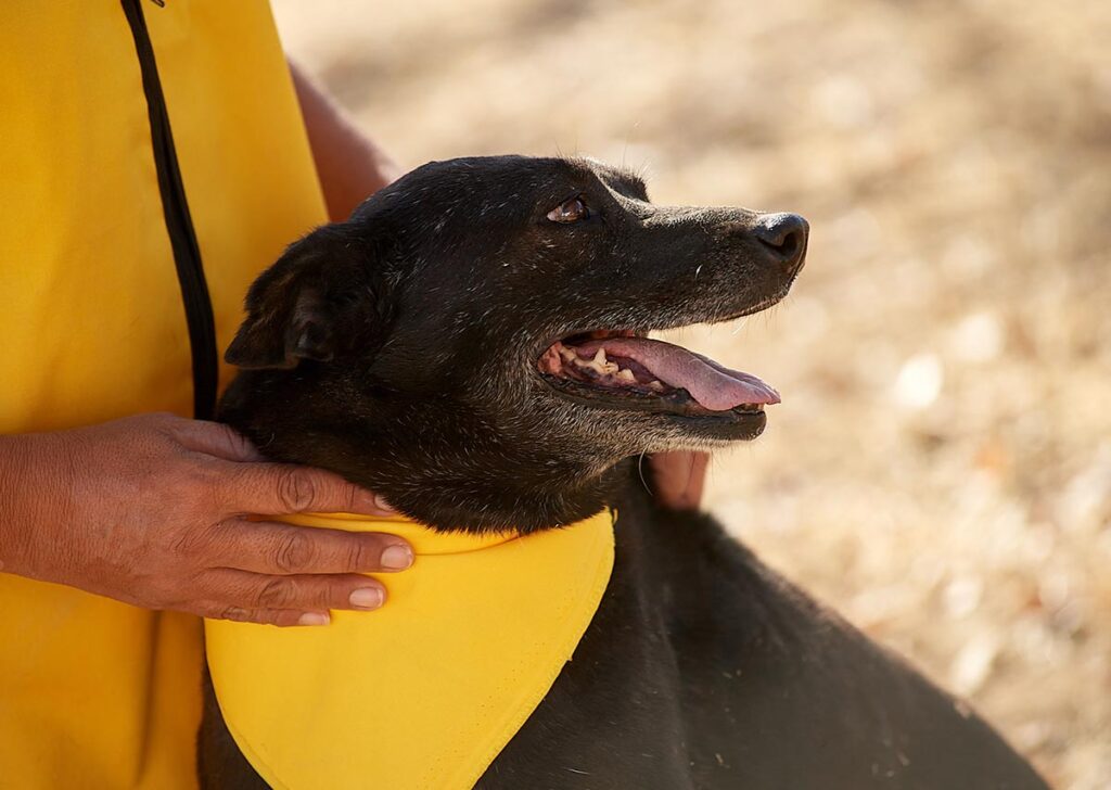 perro sin raza