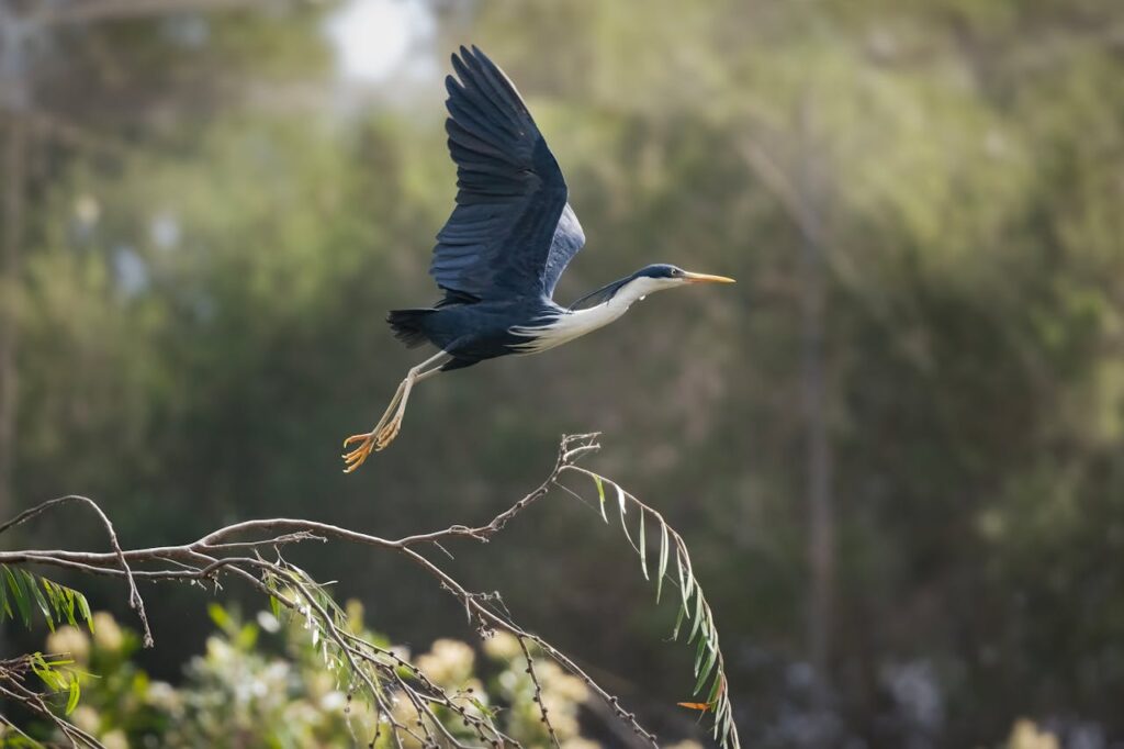 fondos por especie en extinción