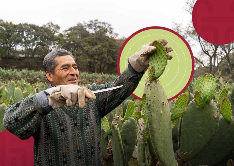 ¿Tacos responsables?: El Farolito impulsa a productores mexicanos de nopal