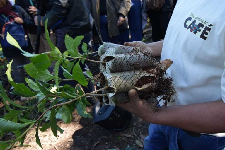 Starbucks México culmina la 12.ª edición de “Todos Sembramos Café” para apoyar las comunidades cafetaleras