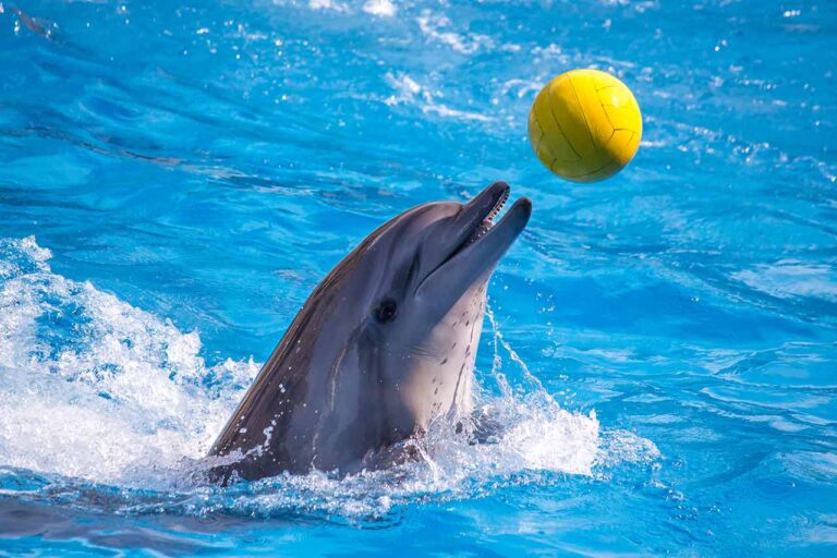 Delfines en Xcaret: los amparos de Delphinus abren el debate sobre responsabilidad empresarial