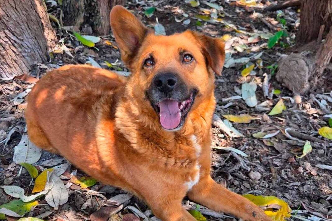 Mars Petcare