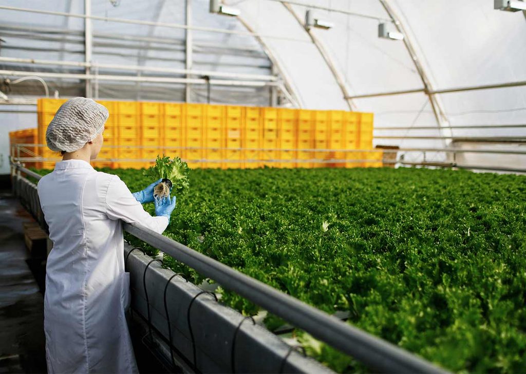 Alimentos ultraprocesados