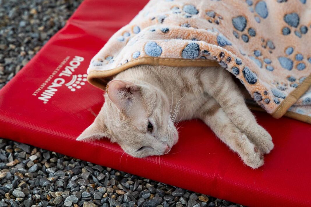 Royal Canin